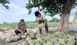 新疆吃瓜最新爆料新闻,揭秘背后真相与争议